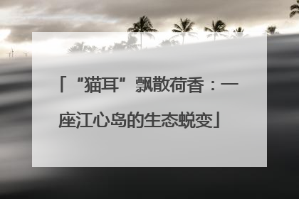 “猫耳”飘散荷香：一座江心岛的生态蜕变