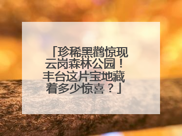 珍稀黑鹳惊现云岗森林公园！丰台这片宝地藏着多少惊喜？