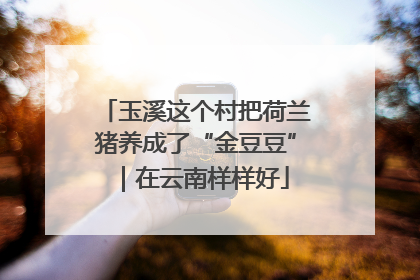 玉溪这个村把荷兰猪养成了“金豆豆”｜在云南样样好