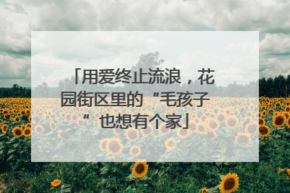 用爱终止流浪，花园街区里的“毛孩子”也想有个家