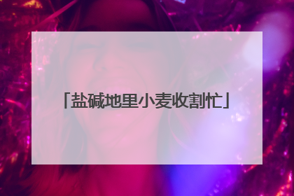 盐碱地里小麦收割忙
