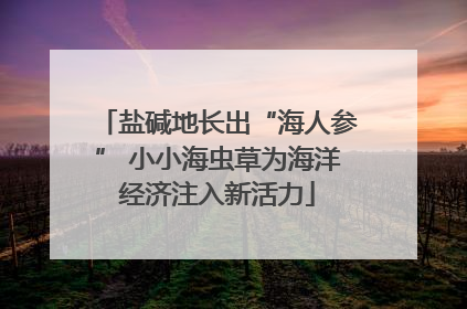 盐碱地长出“海人参” 小小海虫草为海洋经济注入新活力