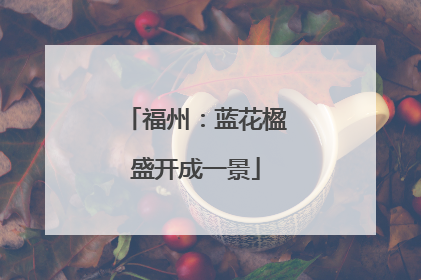 福州：蓝花楹盛开成一景