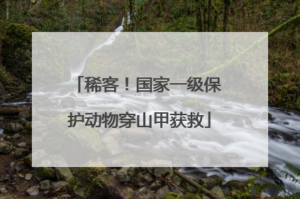 稀客！国家一级保护动物穿山甲获救