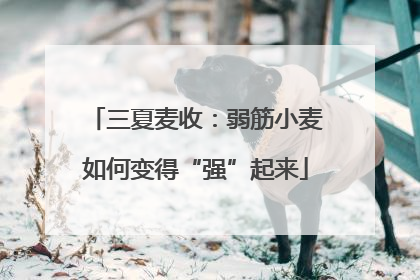 三夏麦收：弱筋小麦如何变得“强”起来