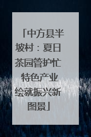 中方县半坡村：夏日茶园管护忙 特色产业绘就振兴新图景