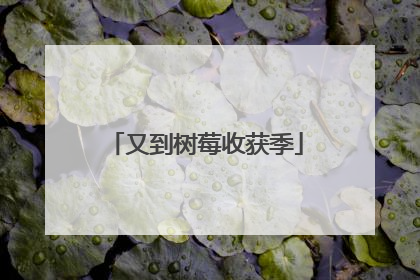 又到树莓收获季