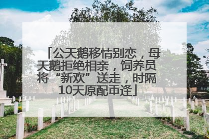 公天鹅移情别恋，母天鹅拒绝相亲，饲养员将“新欢”送走，时隔10天原配重逢