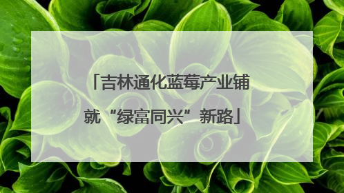 吉林通化蓝莓产业铺就“绿富同兴”新路