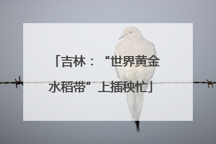 吉林：“世界黄金水稻带”上插秧忙