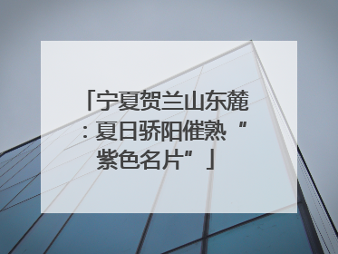 宁夏贺兰山东麓：夏日骄阳催熟“紫色名片”