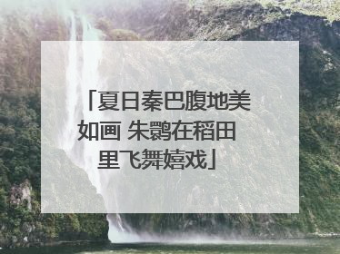 夏日秦巴腹地美如画 朱鹮在稻田里飞舞嬉戏