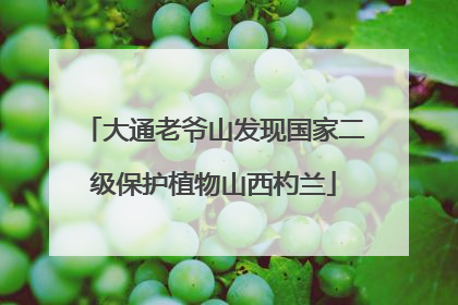 大通老爷山发现国家二级保护植物山西杓兰
