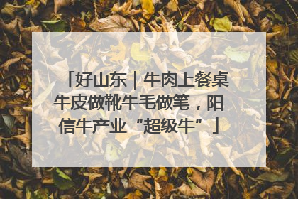 好山东｜牛肉上餐桌牛皮做靴牛毛做笔，阳信牛产业“超级牛”