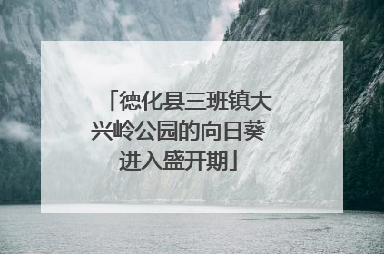 德化县三班镇大兴岭公园的向日葵进入盛开期