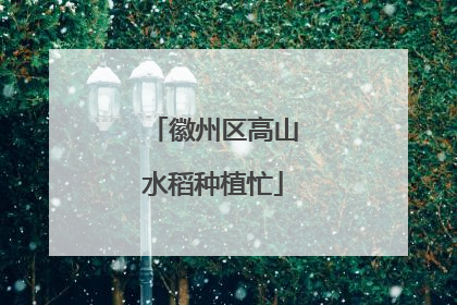 徽州区高山水稻种植忙