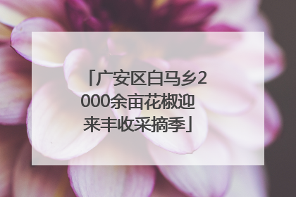 广安区白马乡2000余亩花椒迎来丰收采摘季