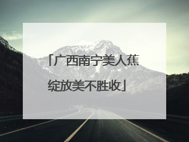 广西南宁美人蕉绽放美不胜收
