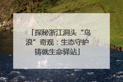 探秘浙江洞头“鸟浪”奇观：生态守护铸就生命驿站