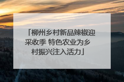 柳州乡村新品辣椒迎采收季 特色农业为乡村振兴注入活力