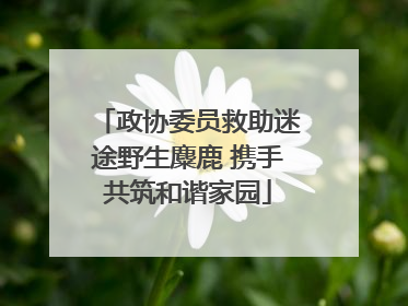 政协委员救助迷途野生麋鹿 携手共筑和谐家园