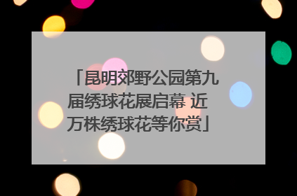 昆明郊野公园第九届绣球花展启幕 近万株绣球花等你赏