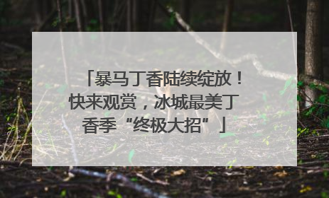 暴马丁香陆续绽放！快来观赏，冰城最美丁香季“终极大招”