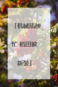 机械插秧忙 稻田披新装