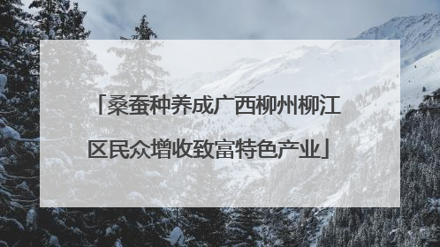 桑蚕种养成广西柳州柳江区民众增收致富特色产业