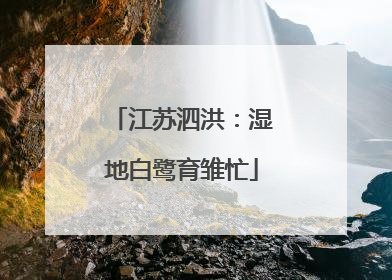 江苏泗洪：湿地白鹭育雏忙