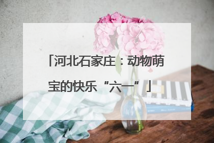 河北石家庄：动物萌宝的快乐“六一”