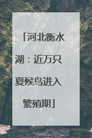 河北衡水湖:近万只夏候鸟进入繁殖期