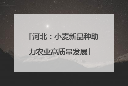 河北：小麦新品种助力农业高质量发展