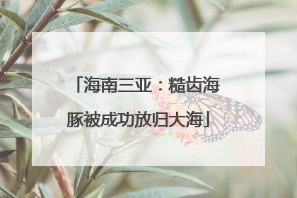 海南三亚：糙齿海豚被成功放归大海