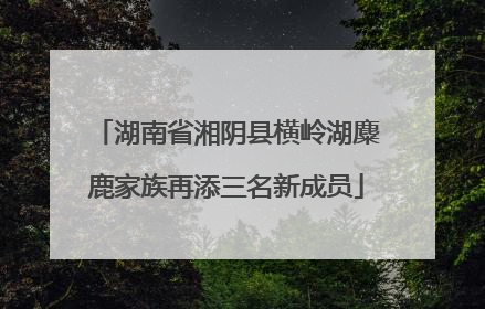 湖南省湘阴县横岭湖麋鹿家族再添三名新成员