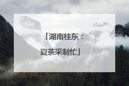 湖南桂东：夏茶采制忙