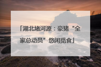 湖北堵河源：豪猪“全家总动员”悠闲觅食