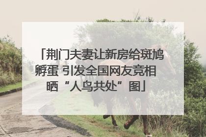 荆门夫妻让新房给斑鸠孵蛋 引发全国网友竞相晒“人鸟共处”图