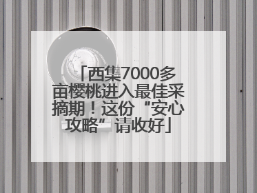 西集7000多亩樱桃进入最佳采摘期！这份“安心攻略”请收好