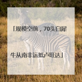 规模空前，70头白犀牛从南非运抵卢旺达
