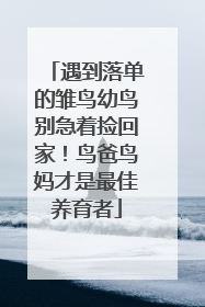 遇到落单的雏鸟幼鸟别急着捡回家！鸟爸鸟妈才是最佳养育者
