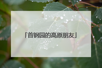 首钢园的高原朋友