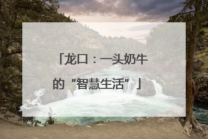 龙口：一头奶牛的“智慧生活”
